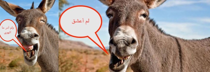 حمارين